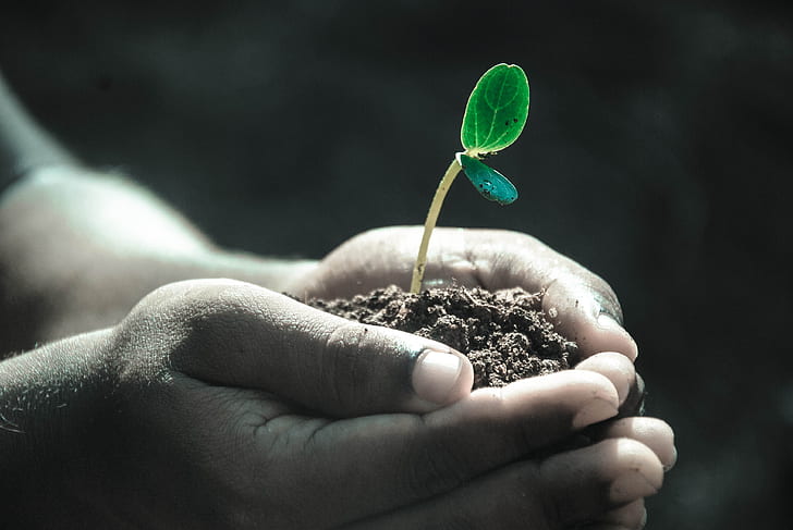 Hands held together a cup of soil with a small two leaf aprout growing in it.
