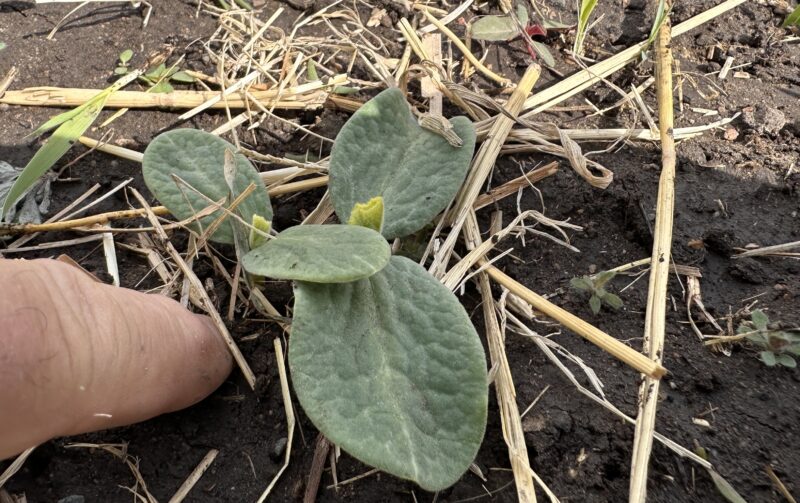 Notes from the Garden: OEAwards 2026