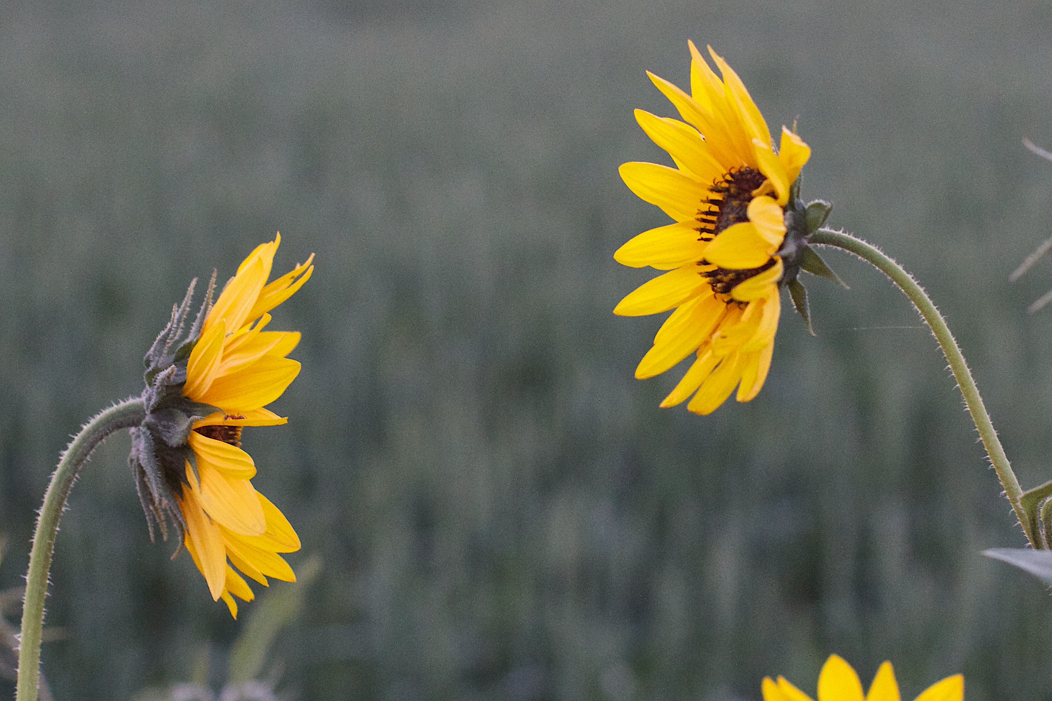 A pair of bright yellow petal flowers face each other as if in conversation.